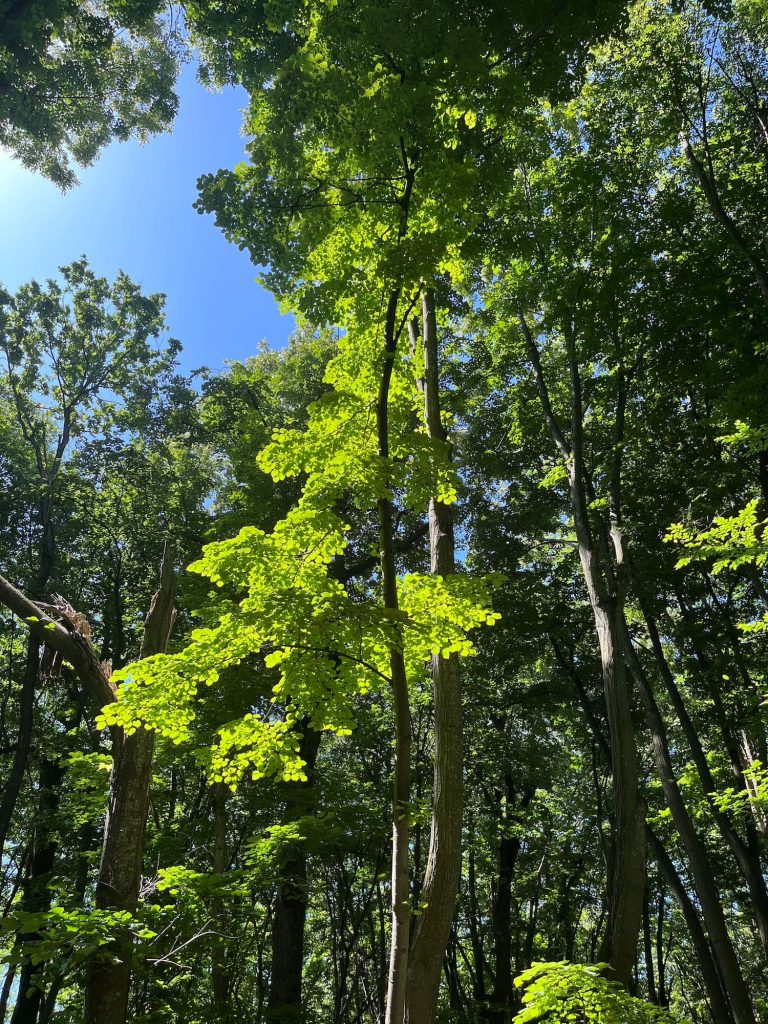 poteca tematica parcul natural comana cu apele curate 10