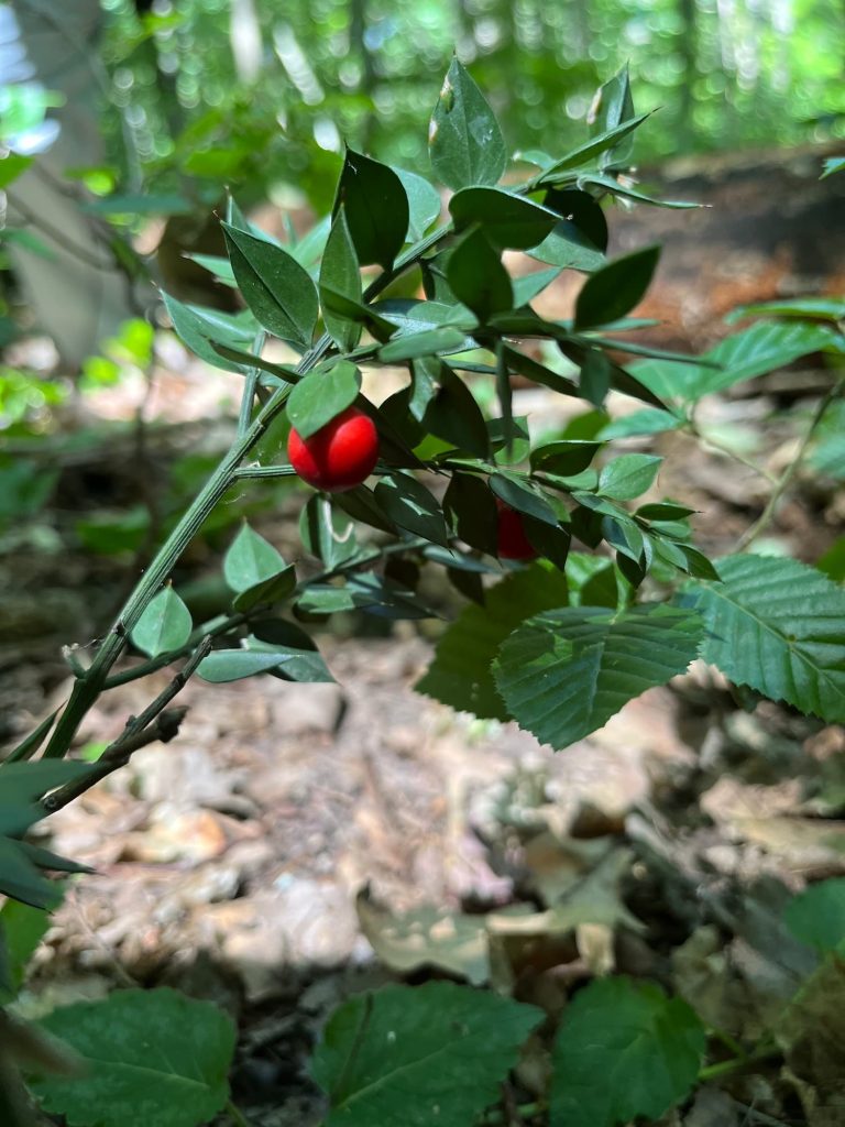 poteca tematica parcul natural comana cu apele curate 11