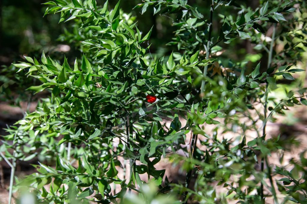 poteca tematica parcul natural comana cu apele curate 22