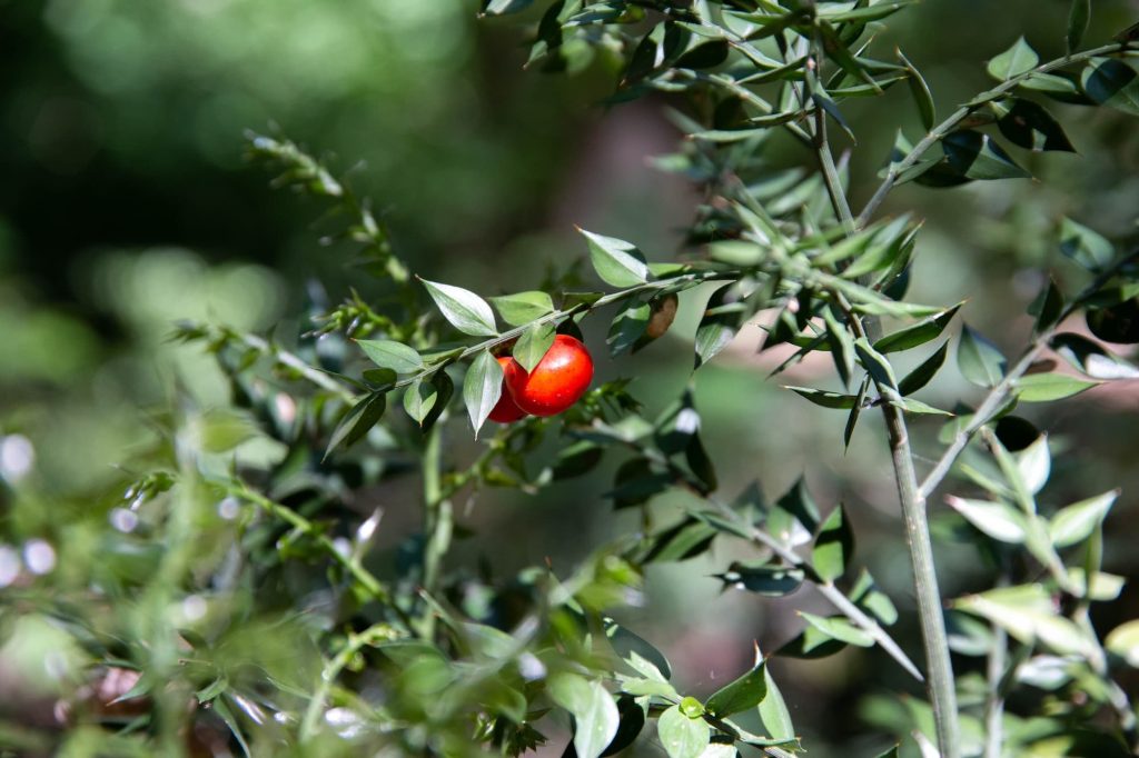 poteca tematica parcul natural comana cu apele curate 23