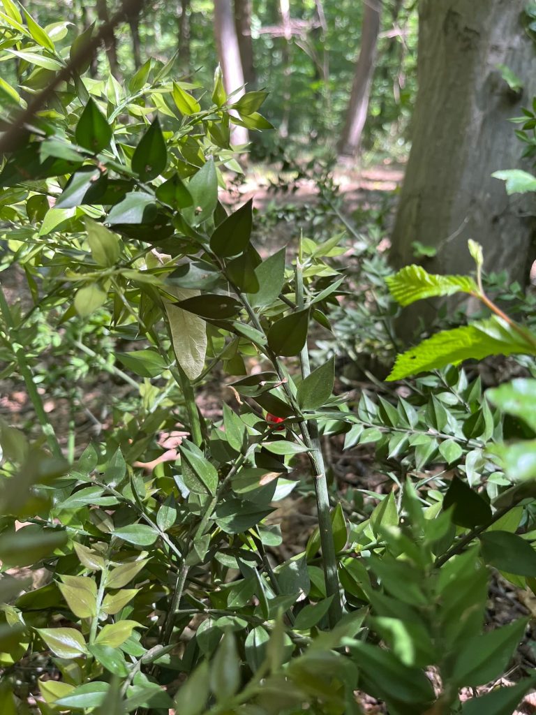 poteca tematica parcul natural comana cu apele curate 7