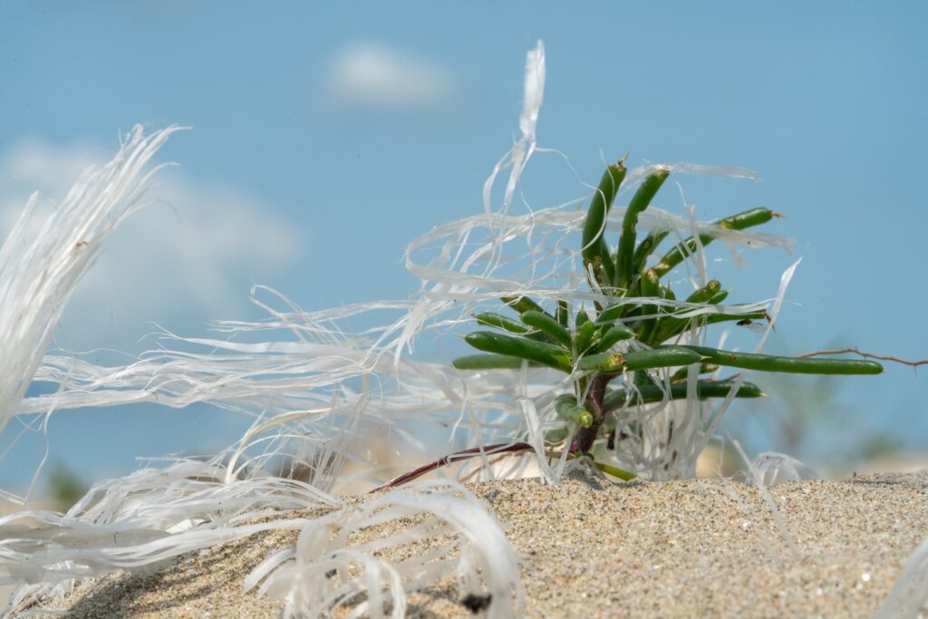 sf ghe vlad basca cu apele curate 2