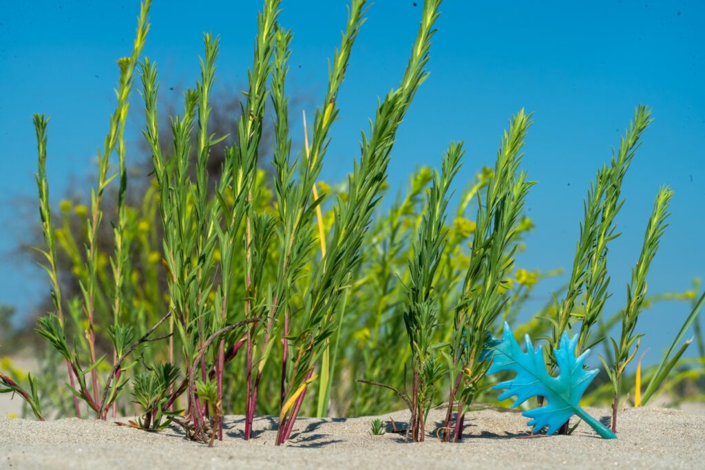 sf ghe vlad basca cu apele curate 3